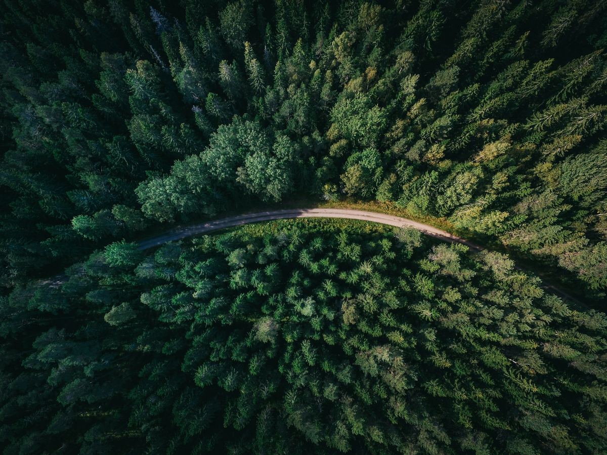 A peaceful forest path inviting a quiet walk